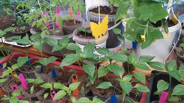 Сидераты  зачем и какие.🥬🍀☘️🍃🌿☘️🌾