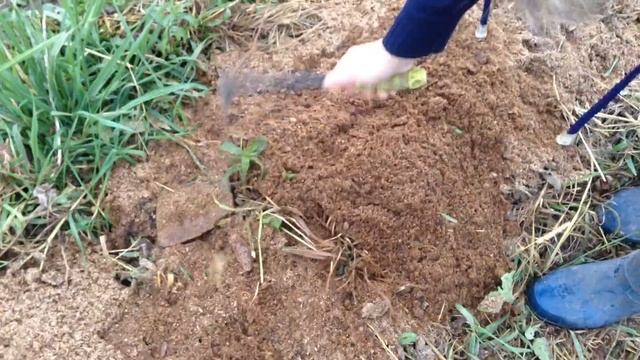 Готовим грядку для картофеля с осени . смотреть онлайн