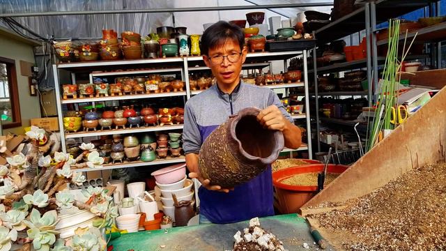 자구만 62개! 초대품 한몸 백봉 분갈이 시작합니다!(白鳳/Echeveria cv. Hakuhou/다육식물) смотреть онлайн