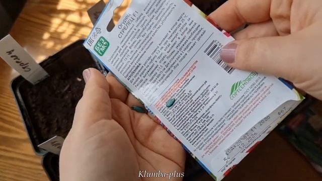 Как сею огурцы на рассаду без заморочек