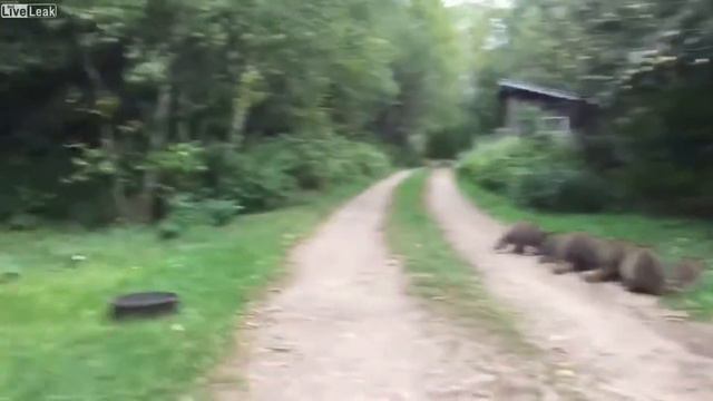 Заклинатель енотов смотреть онлайн