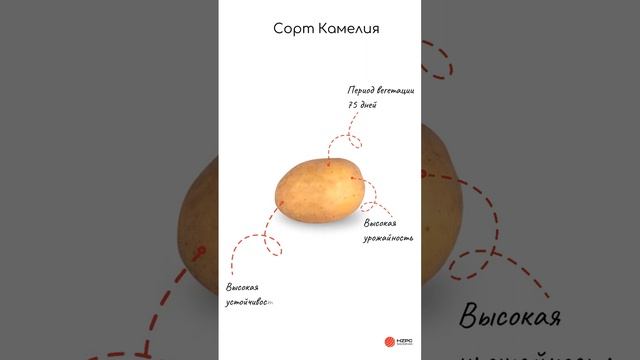 Новый сорт картофеля Камелия