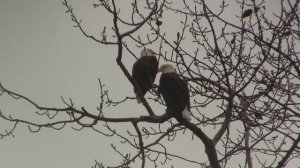 Bald Eagle. Белоголовый орлан (1059sp)