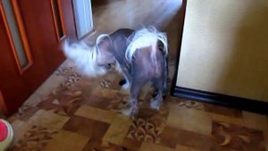 Аллергия Какое животное завести ребенку, если у него аллергия на шерсть животны