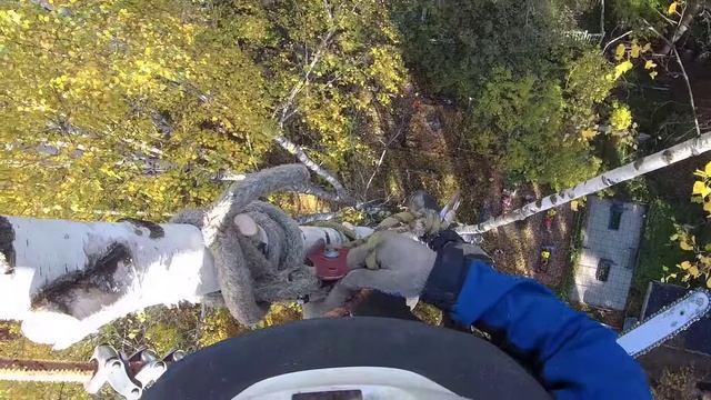 Пилить дерево на кладбище приходится не большими частями Очень тесно