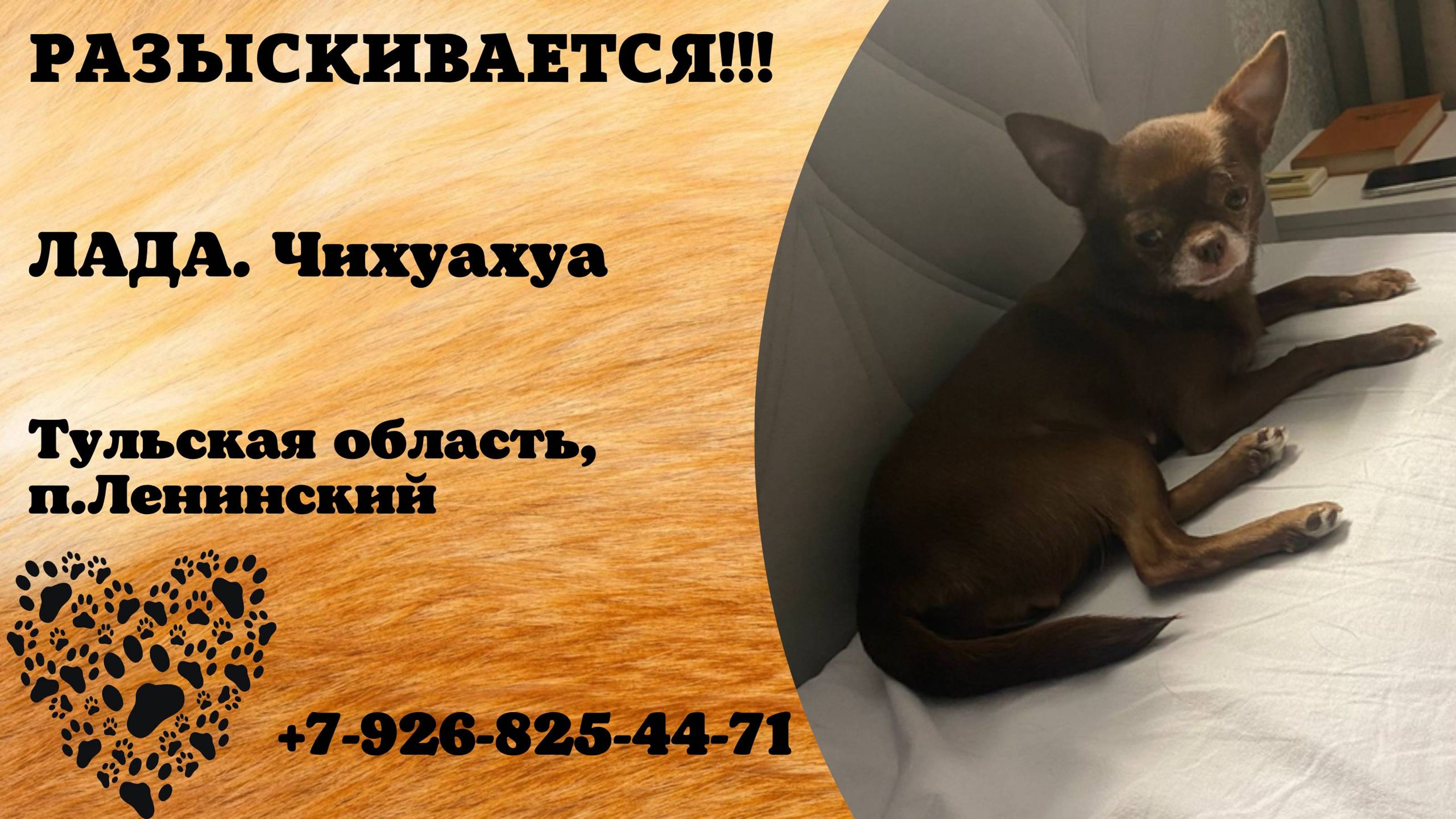 Пропала собака! ЛАДА. Чихуахуа.
