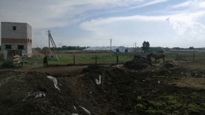 Выпустил молодого жеребца в основной табун// кроем кобыл// жеребец Эмерай в деле