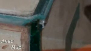 Сколотый угол у аквариума что делать