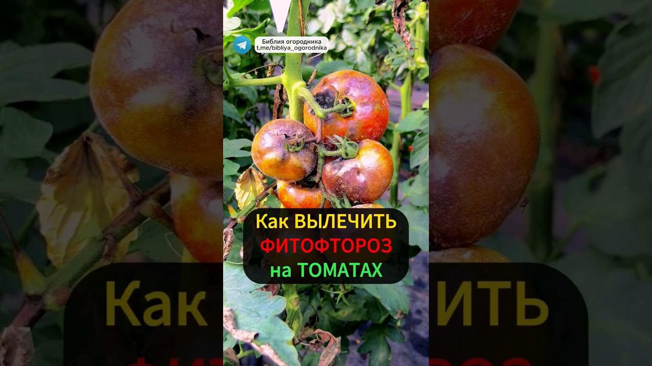 Фитофтора на томатах: Как спасти помидоры от фитофтороза? #огород #урожай #сад #томаты #фитофтора