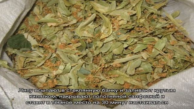 Полезные свойства цветков и листьев липы. Как заваривать липу при простуде? смотреть онлайн