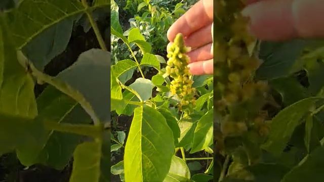 гроновое цветение однолетнего саженца карликового ореха смотреть онлайн