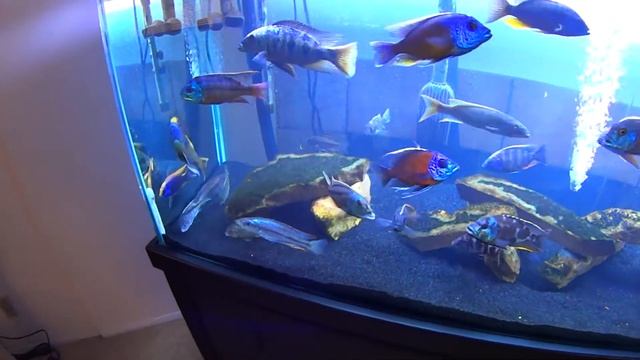 Tyrannochromis Nigriventer Not Eating Update #1 смотреть онлайн