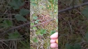 Сбор морошки в Ленинградской области