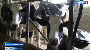 В Марий Эл стартовала вакцинация животных против сибирской язвы