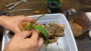 Mounting Cattleya labiata seedling