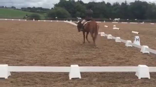 DI Northern Region Championships Summer 2017 BD 59 Elementary Category2 Carlingford Henry 2nd Place смотреть онлайн