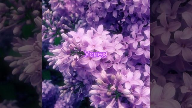 Саблиминал | •Успех•