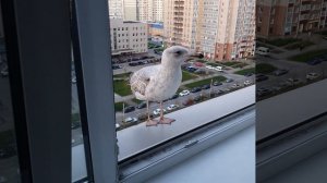 Домашняя питерская чайка!!!
