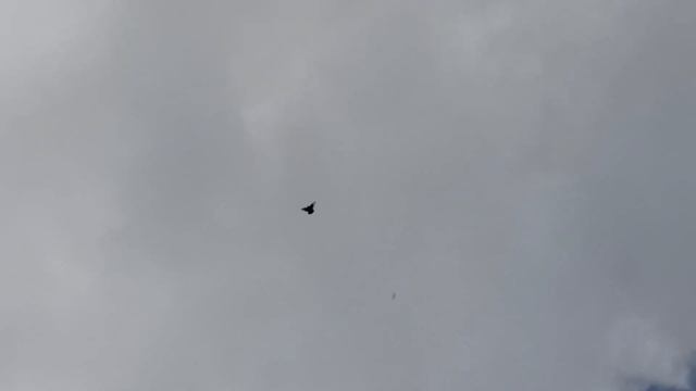 Курский турман в небе, голуби для души. Мой выводной. смотреть онлайн