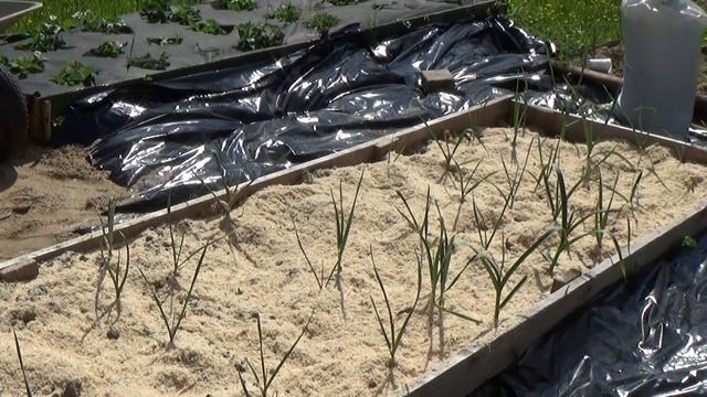 Я КАК ХРУЩЕВ НА ДАЧЕ.) смотреть онлайн