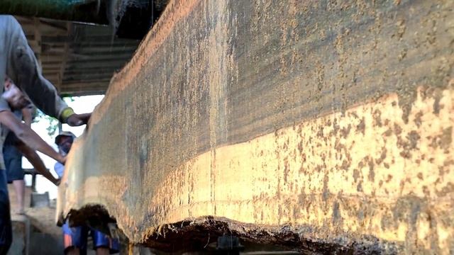 Penampakan mahluk penghuni kayu ini terlihat jelas.! saat di gergaji sawmill смотреть онлайн