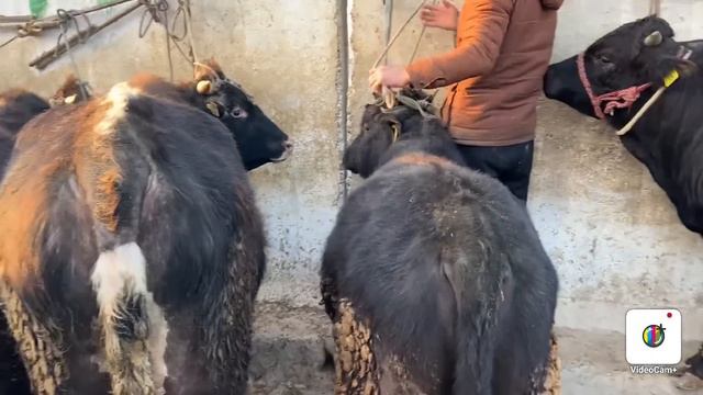 Qirg'iziston Xolmiyon chorva bozori NARXLARI QANDAY