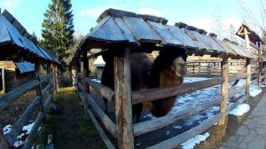 Кантри Резорт (Country Resort) Вербилки. Обзор и отзыв. Апрель 2017.