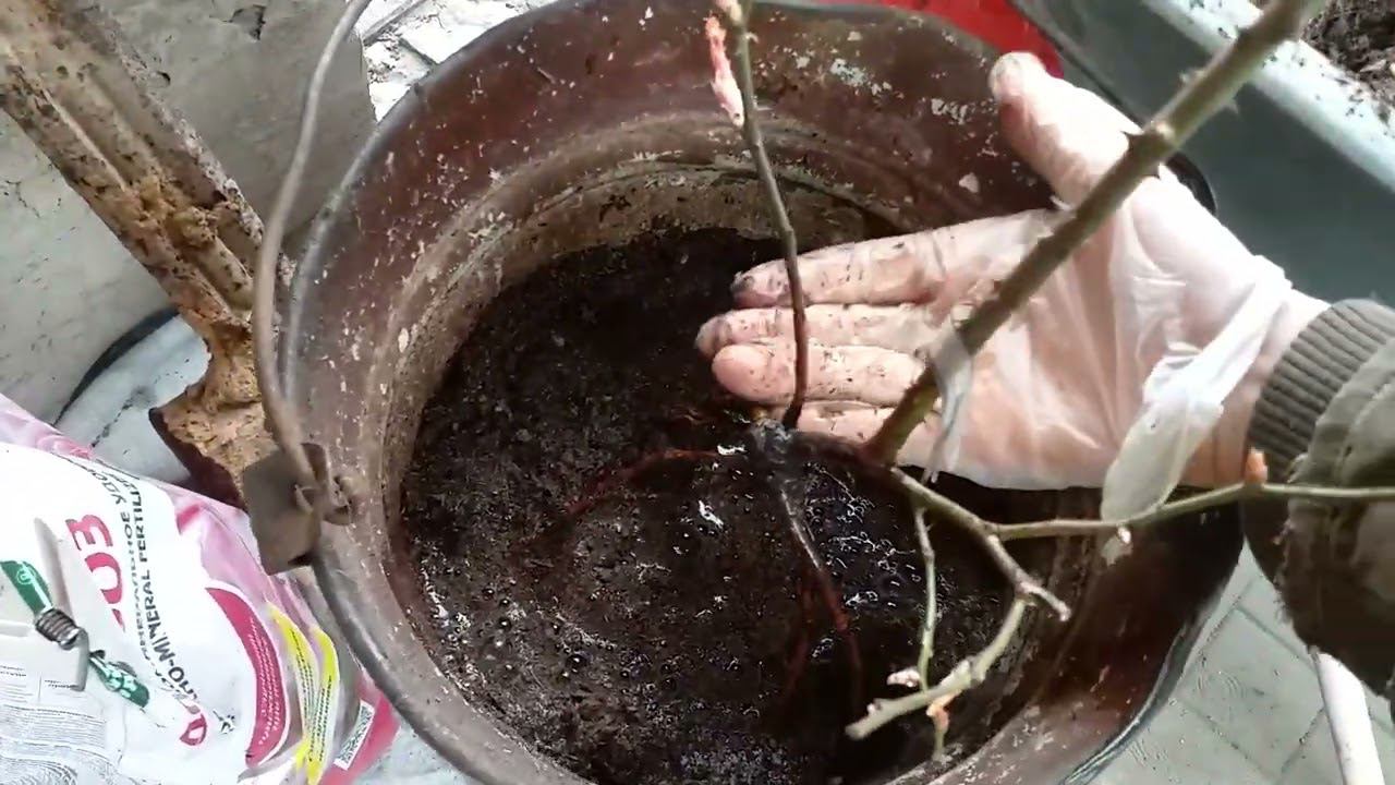 ПОСАДКА РОЗЫ В ВЕДРО (кашпо, горшок)