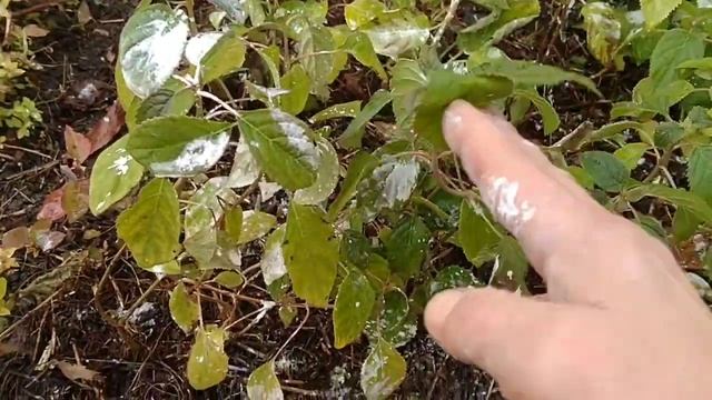 КАК ЗАЩИТИТЬ ГОРТЕНЗИИ, ПЛОДОВЫЕ ДЕРЕВЬЯ , МАЛИНУ И ДРУГОЕ ОТ ГРЫЗУНОВ ?БОРЬБА С ГРЫЗУНАМИ . смотреть онлайн