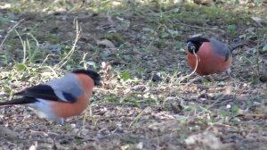 BULLFINCH & NUTHATCH Calling & singing - Pyrrhula pyrrhula Sittidae