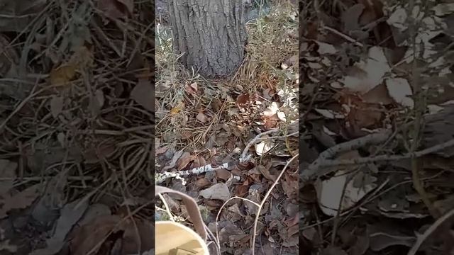 Дружная семья пёсик Жульен и Оливия проголодались.#спасение_и_помощь #собакадругчеловека #собака смотреть онлайн