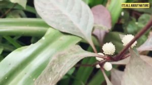 White Little Flowers On Herbst’s BloodLeaf | Iresine herbstii Plant | Gardening Updates |