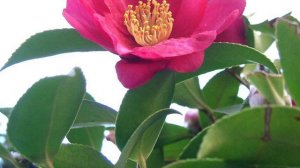 Camellia sasanqua | Wikipedia audio article