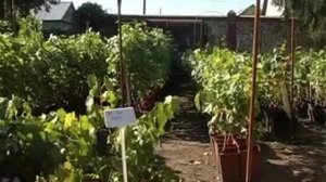 Технические сорта винограда