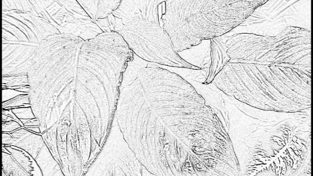 Мои Цветы 2013-ый год смотреть онлайн