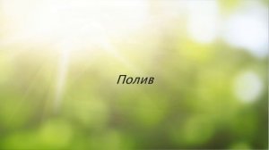 ЦИССУС или Комнатный виноград - неприхотливая лиана. Уход в домашних условиях