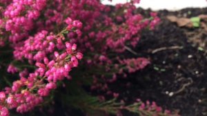 The Heather flower is so tiny and beautiful. Cả nhà đã nghe qua tên hoa Thạch Nam chưa, đẹp ghê luô