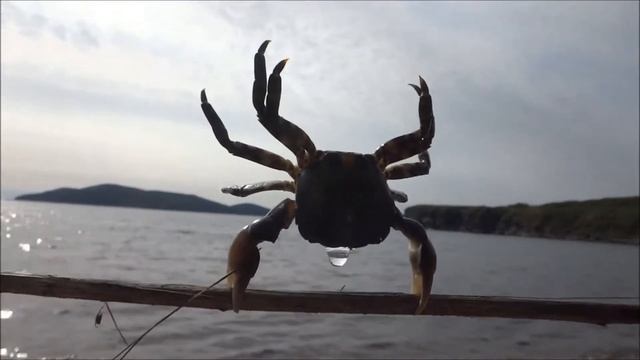 Краб делает сальто на турнике. смотреть онлайн