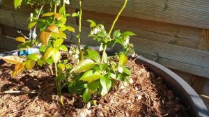 Голубика Дарров и Полярис разница в развитии