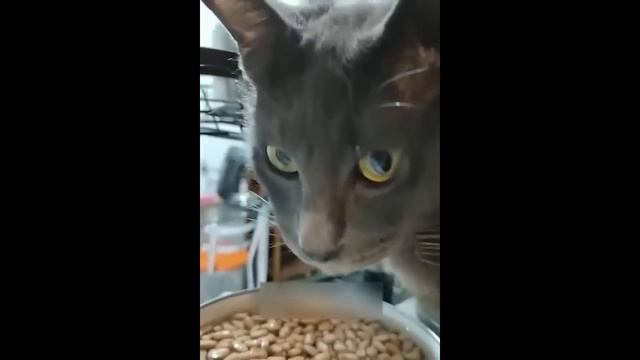 Приколы с котами! С ОЗВУЧКОЙ! Самые смешные животные - СМЕШНЫЕ КОШКИ И СОБАКИ! Я ЛОПНУЛ ОТ СМЕХА! смотреть онлайн