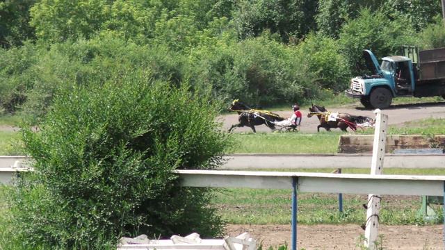 18.06.2022г.Красноярск Дерби Для лошадей рысистых пород 4-х лет  1600м (1гит)