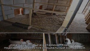 Когда начинают нестись гуси