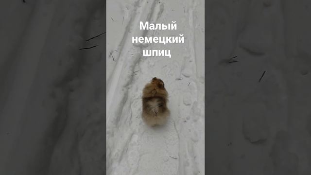 щенки #питомник#шпиц#малый#пом#померанец#купить щенка#Family History#