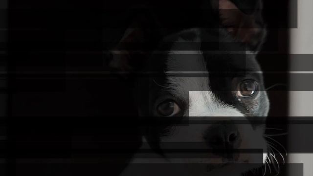 Бостон-терьер - всё о породе