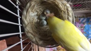 Птенец Канарейки вылупился из яйца