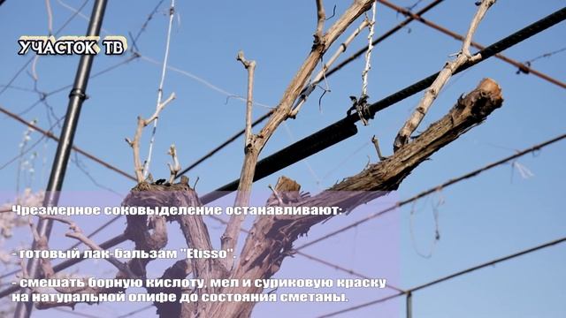 Уход за Виноградом Весной - Сроки Обработки - ВЕСЕННИЕ РАБОТЫ С ВИНОГРАДОМ смотреть онлайн