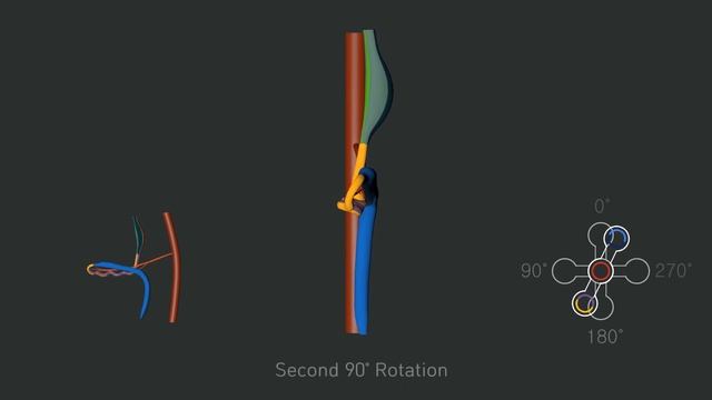Development of the GI tract смотреть онлайн
