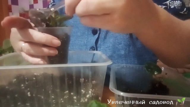 Отделить детки фиалки от листа. Пересадка  в отдельные горшочки