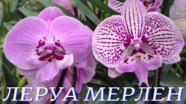 №923 / ОБЗОР орхидей и КОМНАТНЫХ растений в ЛЕРУА МЕРЛЕН