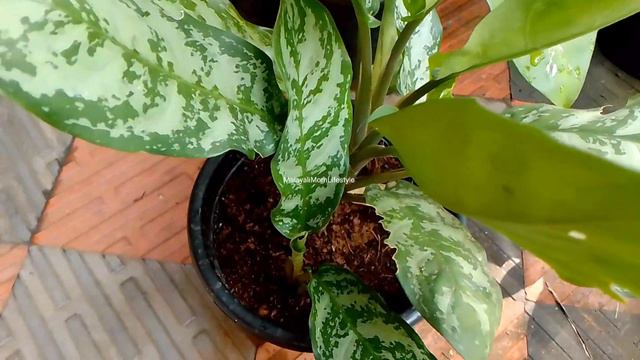 Aglaonima plants care video|indoor plants care|outdoor plants|online plants|MalayaliMomLifestyle